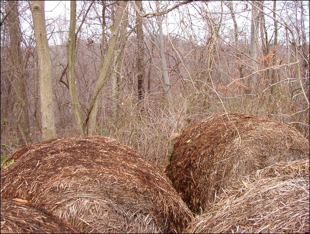 HuntingNov2004_030.JPG