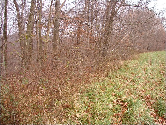 HuntingNov2004_031.JPG