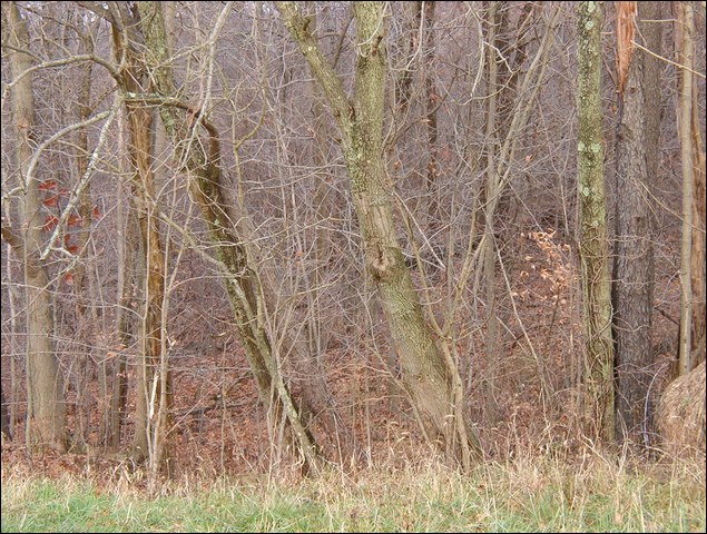 HuntingNov2004_034.JPG