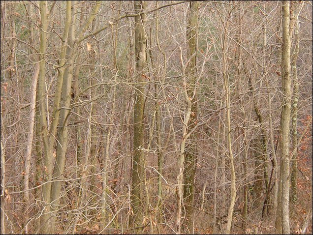 HuntingNov2004_035.JPG