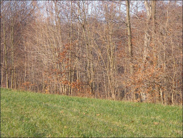HuntingNov2004_037.JPG