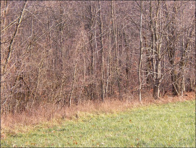 HuntingNov2004_038.JPG