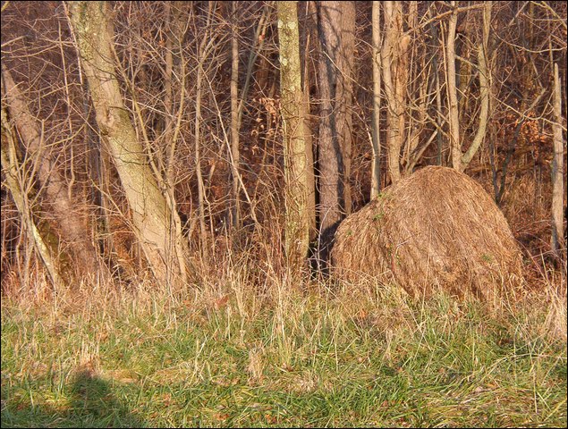 HuntingNov2004_039.JPG