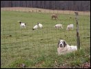 HuntingNov2004_005.JPG