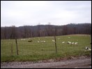 HuntingNov2004_007.JPG
