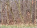 HuntingNov2004_034.JPG