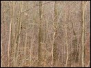 HuntingNov2004_035.JPG
