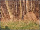 HuntingNov2004_039.JPG
